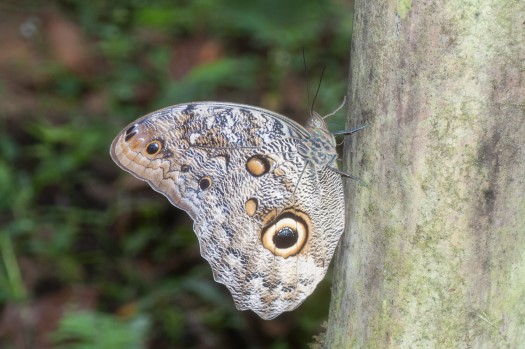 Forest Giant Owl at Maquipucuna